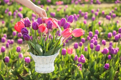 Woman holding basket with blossoming tulips in field on sunny spring day