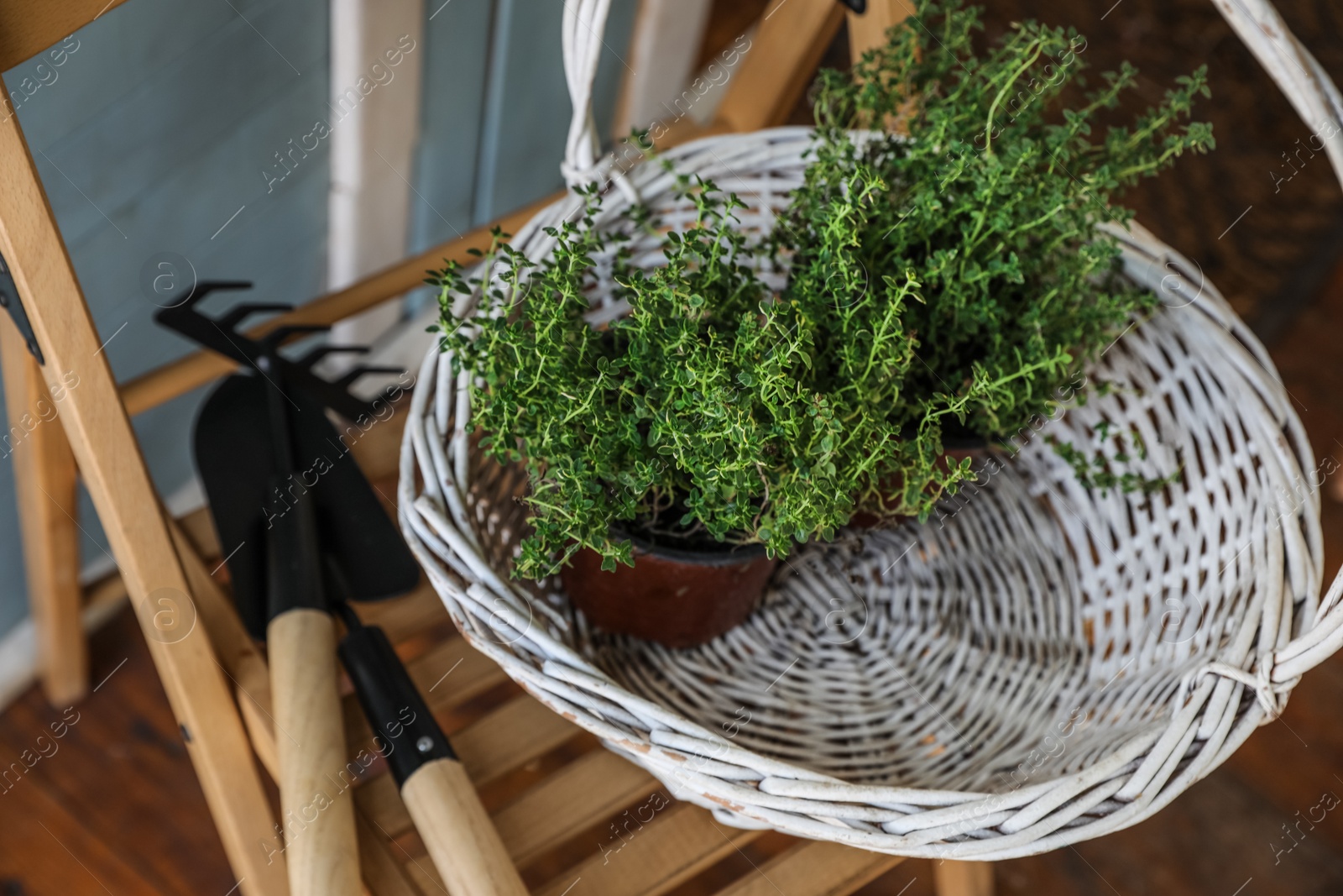 Photo of White basket with seedlings and gardening tools on wooden chair, above view