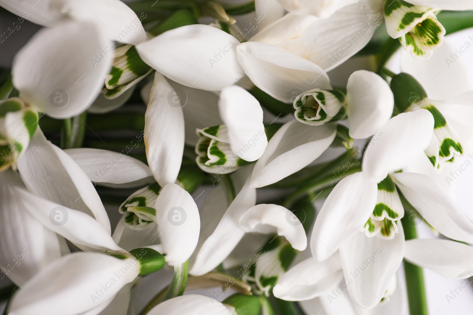 Photo of Beautiful spring snowdrops as background, closeup view