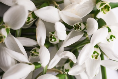 Photo of Beautiful spring snowdrops as background, closeup view
