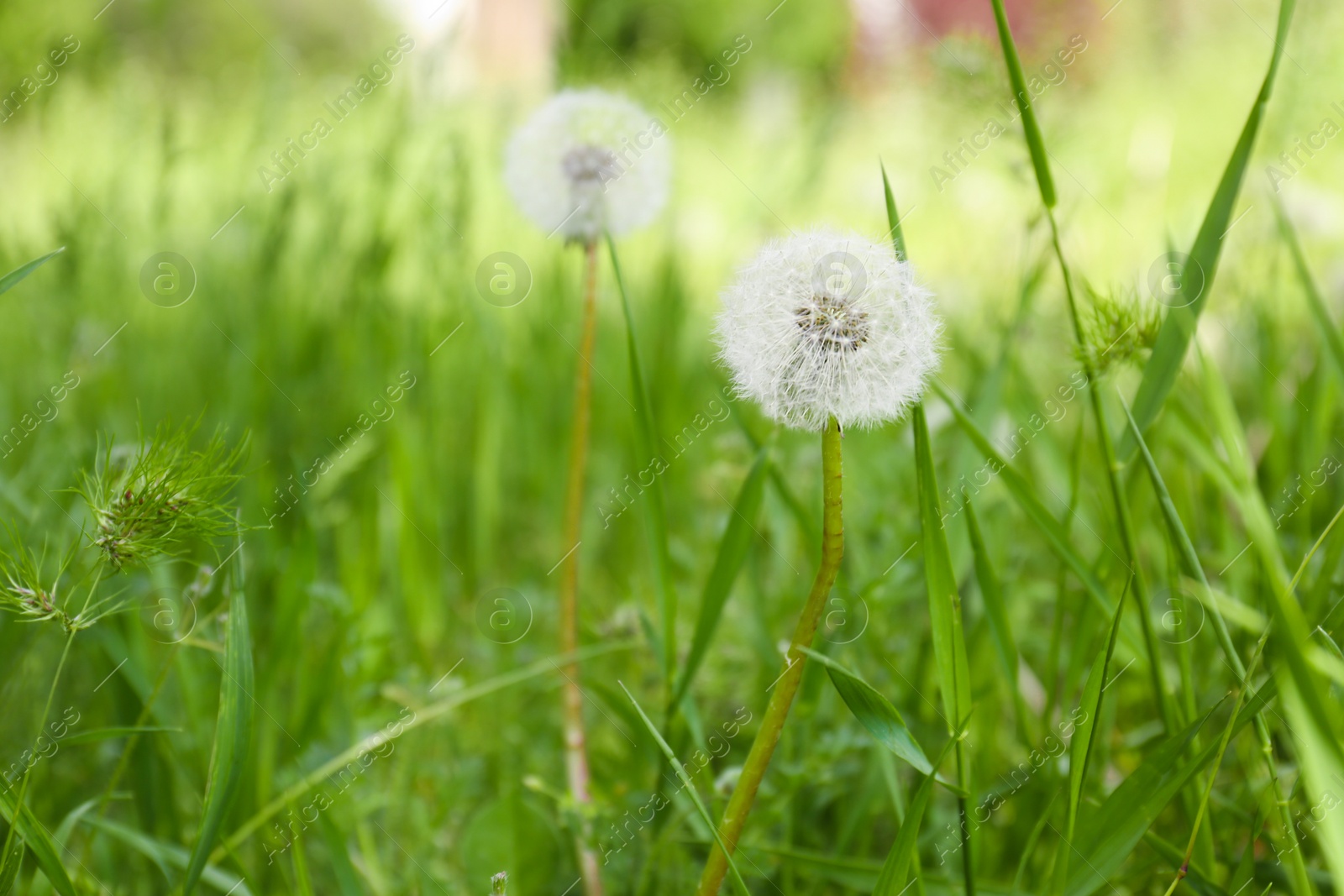 Photo of Closeup view of dandelion on green meadow, space for text. Allergy trigger