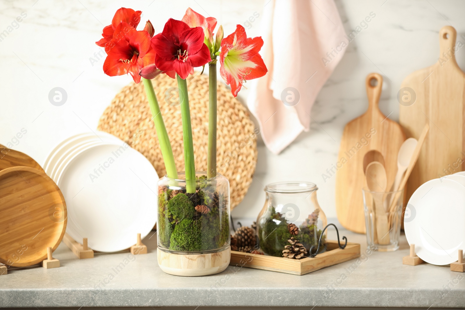 Photo of Beautiful red amaryllis flowers and tableware on counter indoors