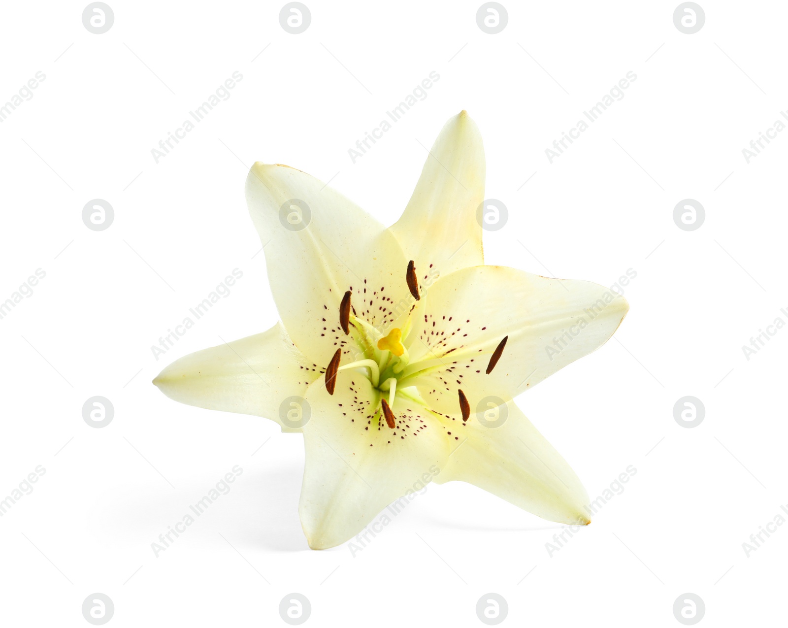 Photo of Beautiful blooming lily flower on white background