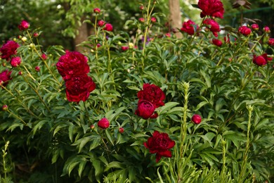 Photo of Beautiful peony plants with burgundy flowers outdoors on sunny day