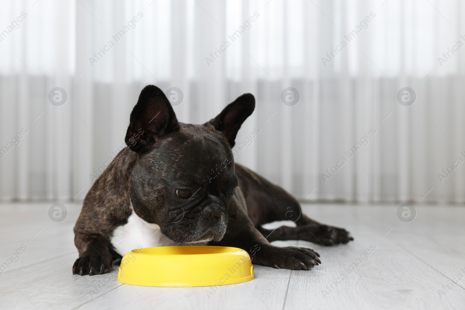 Photo of Adorable French Bulldog near yellow bowl indoors. Lovely pet