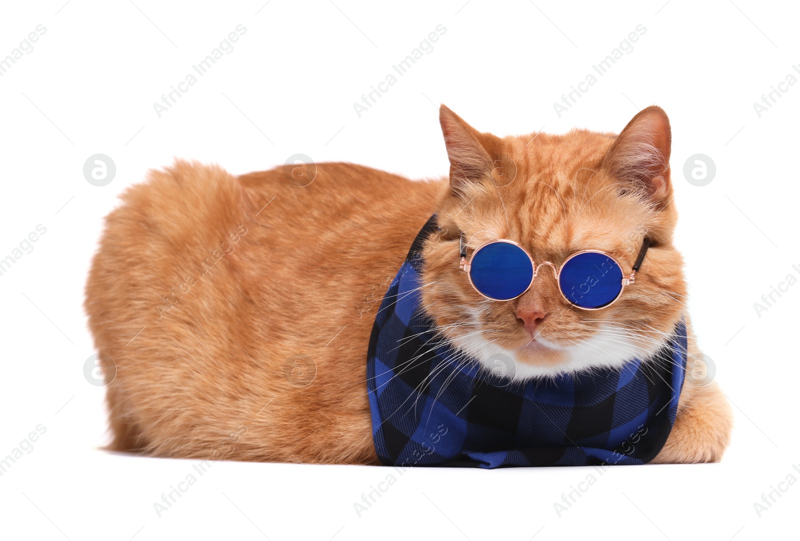 Photo of Cute ginger cat in stylish sunglasses and bandana on white background