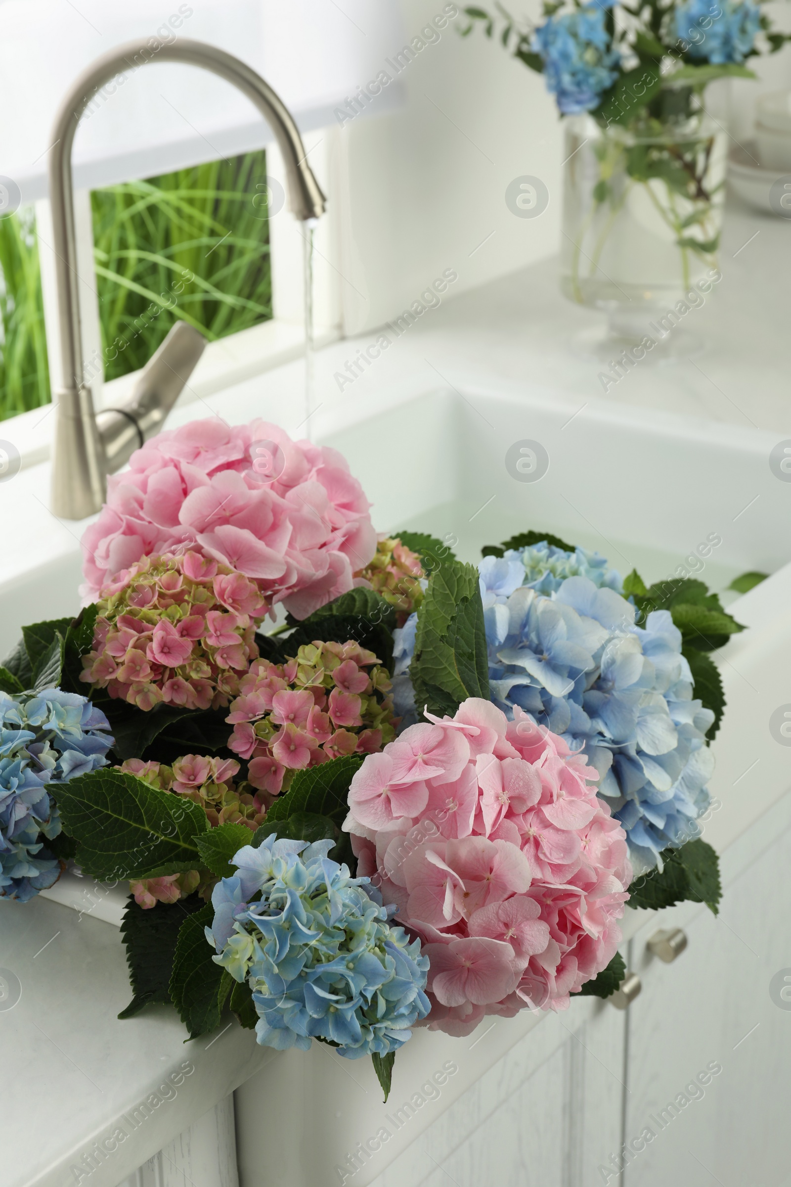 Photo of Beautiful light blue and pink hortensia flowers in kitchen sink