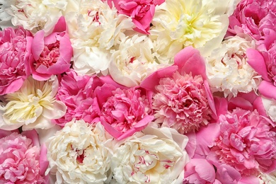 Photo of Beautiful fresh peony flowers as background, top view