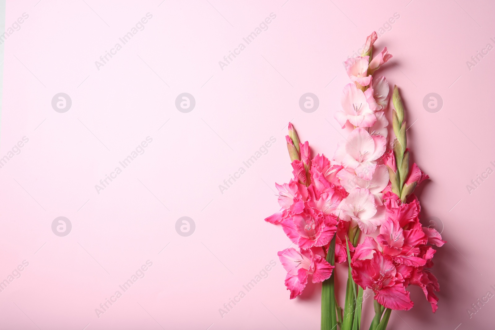 Photo of Flat lay composition with beautiful gladiolus flowers on color background