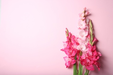 Photo of Flat lay composition with beautiful gladiolus flowers on color background