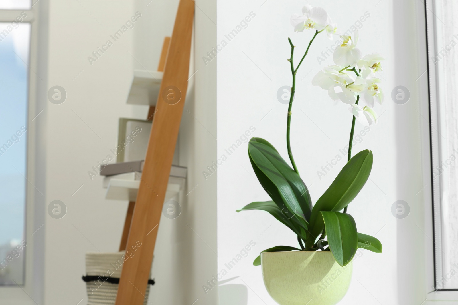 Photo of Blooming white orchid flower in pot near window