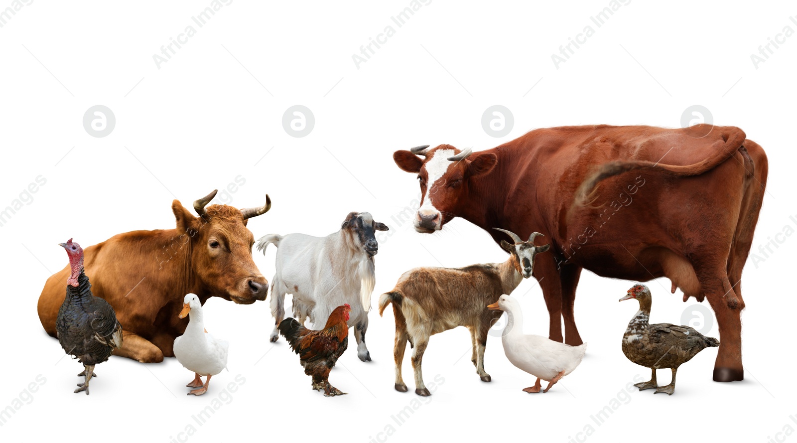 Image of Group of different farm animals on white background 