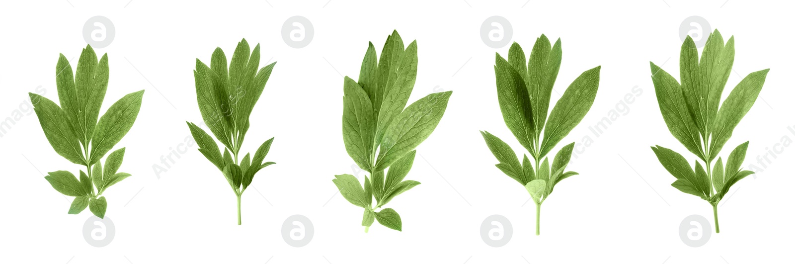 Image of Set of green peony leaves on white background. Banner design 