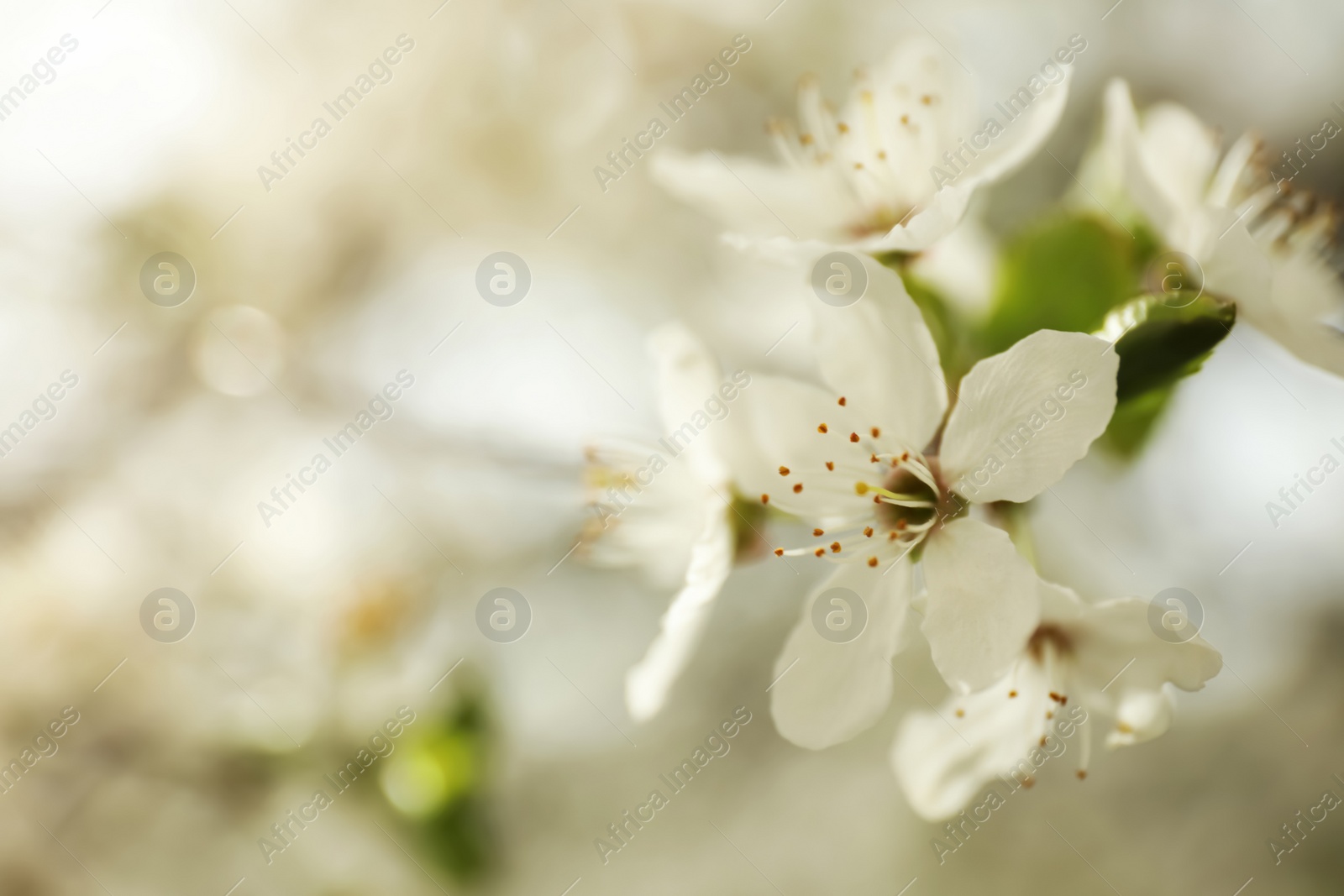 Photo of Closeup view of blossoming tree outdoors on spring day