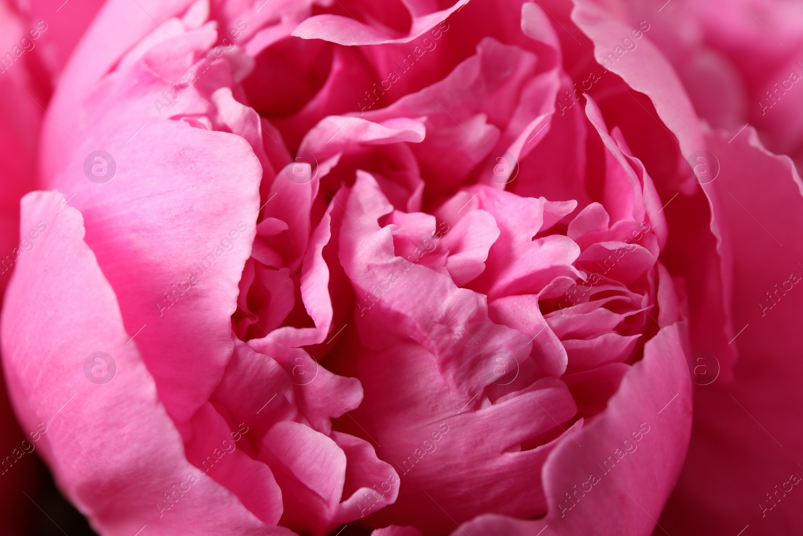 Photo of Beautiful blooming pink peony as background, closeup