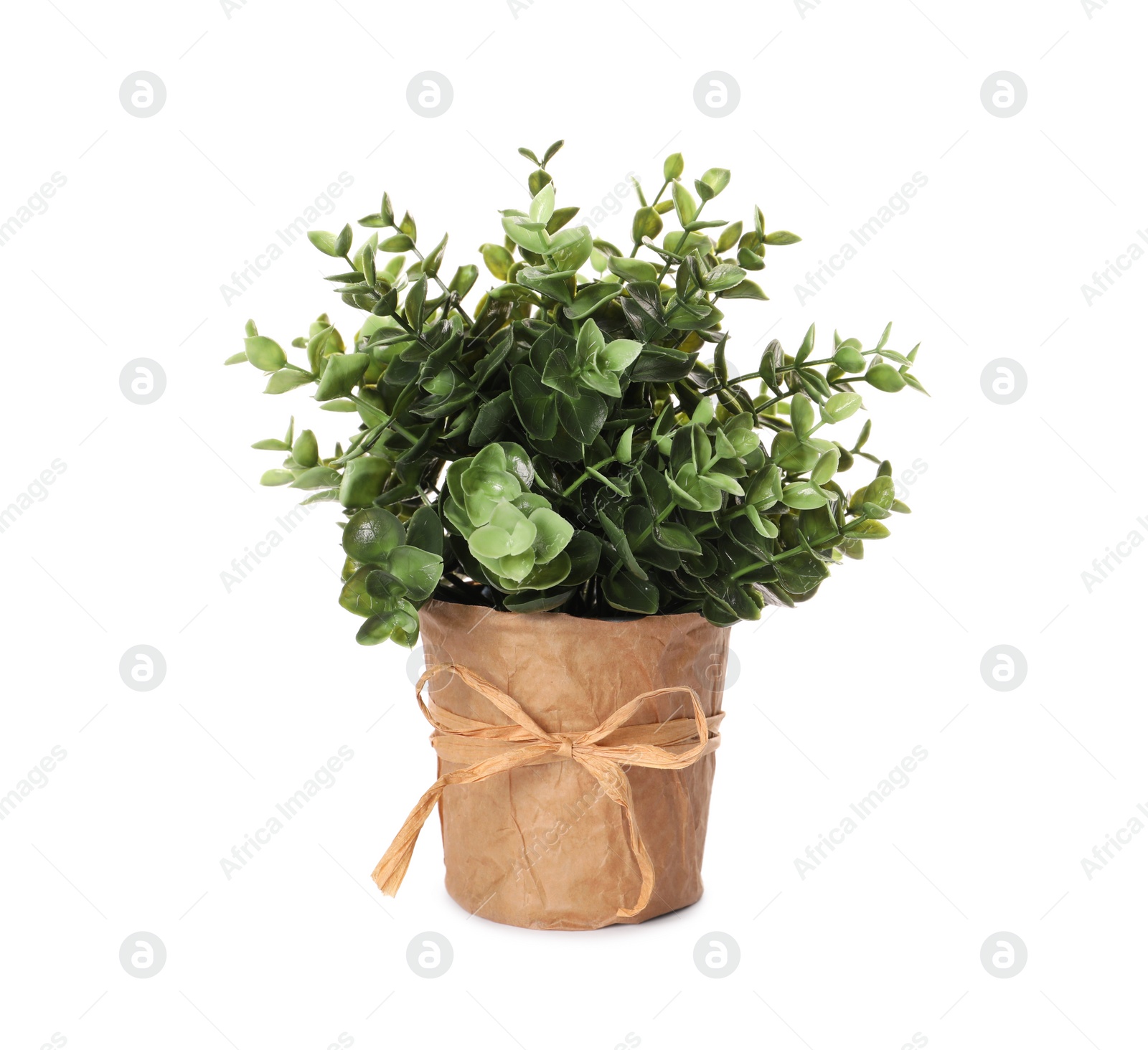 Photo of Artificial potted oregano on white background. Home decor