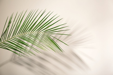 Photo of Fresh tropical date palm leaf on light background