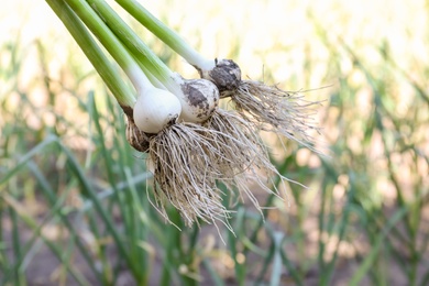 Photo of Fresh ripe garlic bulbs on blurred background