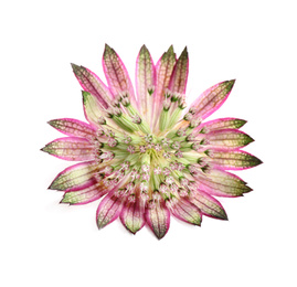 Photo of Beautiful fresh pink astrantia flower isolated on white