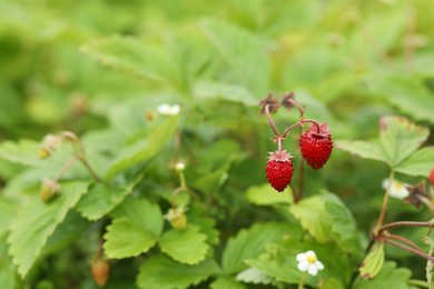 Photo of Ripe wild strawberries growing outdoors, space for text. Seasonal berries