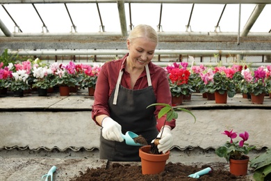 Photo of Mature woman potting seedling in greenhouse. Home gardening