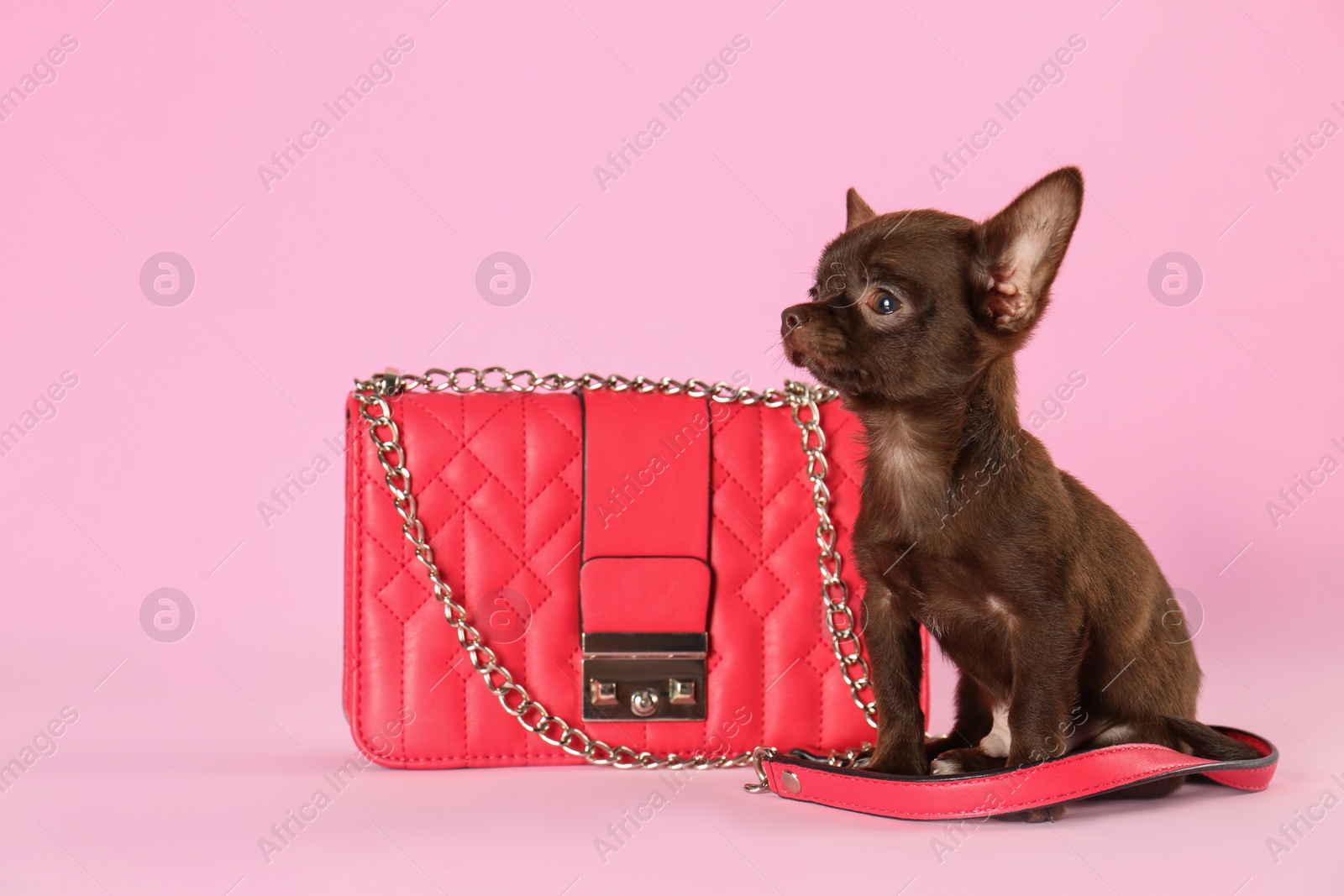 Photo of Cute small Chihuahua dog and female handbag on pink background