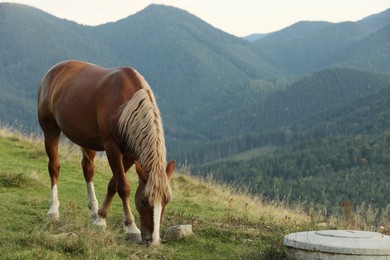 Photo of Beautiful horse grazing in mountains. Lovely pet