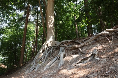 Photo of Tree roots visible through ground in forest