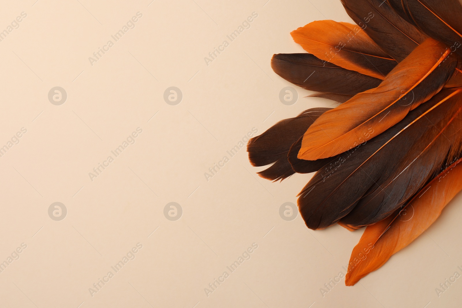 Photo of Many different bird feathers on beige background, flat lay. Space for text