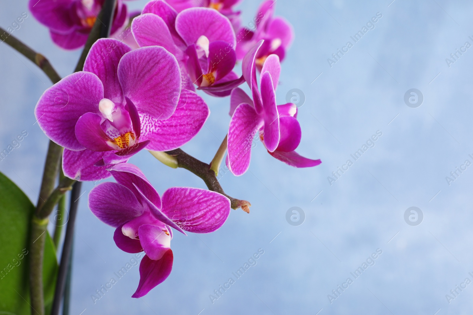 Photo of Beautiful blooming orchid on blue background. Space for text