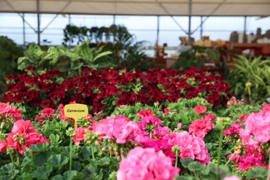 Photo of Many beautiful blooming geranium plants in garden center