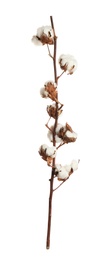 Photo of Dry cotton branch with fluffy flowers on white background