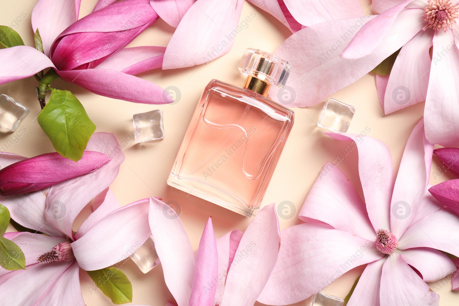 Photo of Beautiful pink magnolia flowers, bottle of perfume and ice cubes on beige background, flat lay