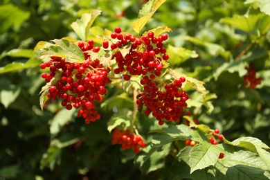 Red snowball tree berries on bush outdoors, closeup