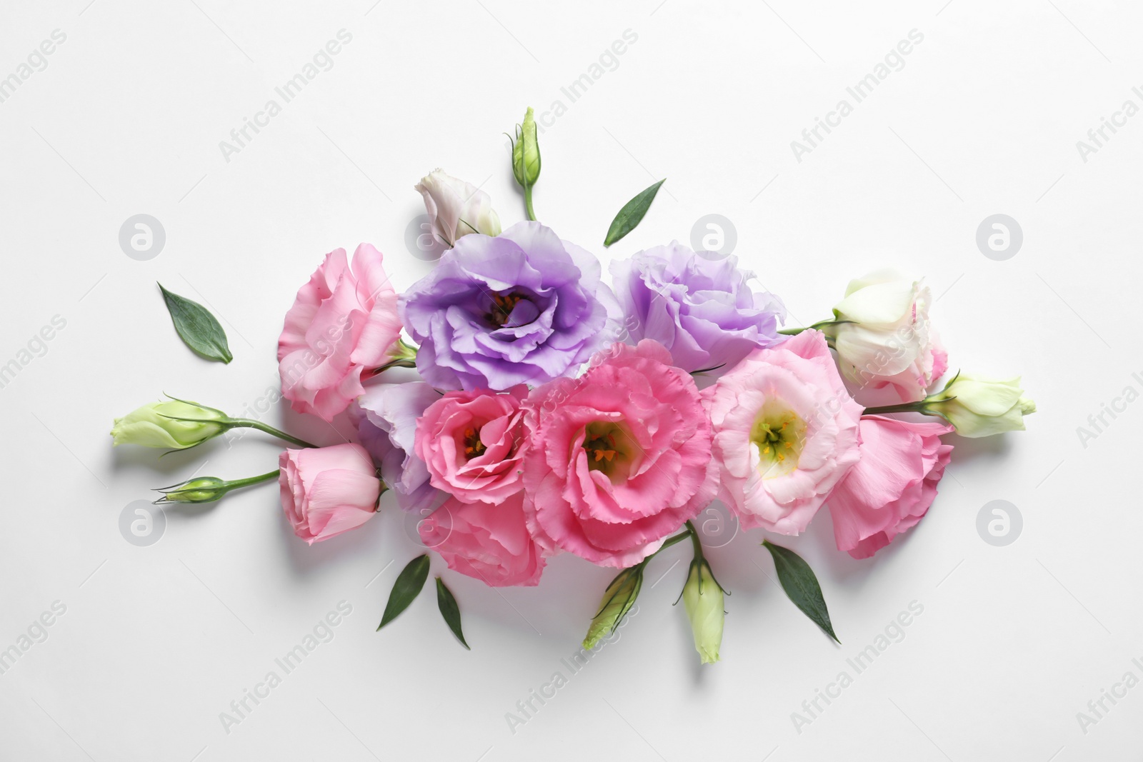 Photo of Flat lay composition with beautiful Eustoma flowers on light background