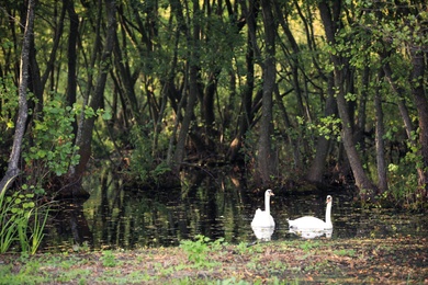 Photo of Beautiful white swans swimming in pond at park