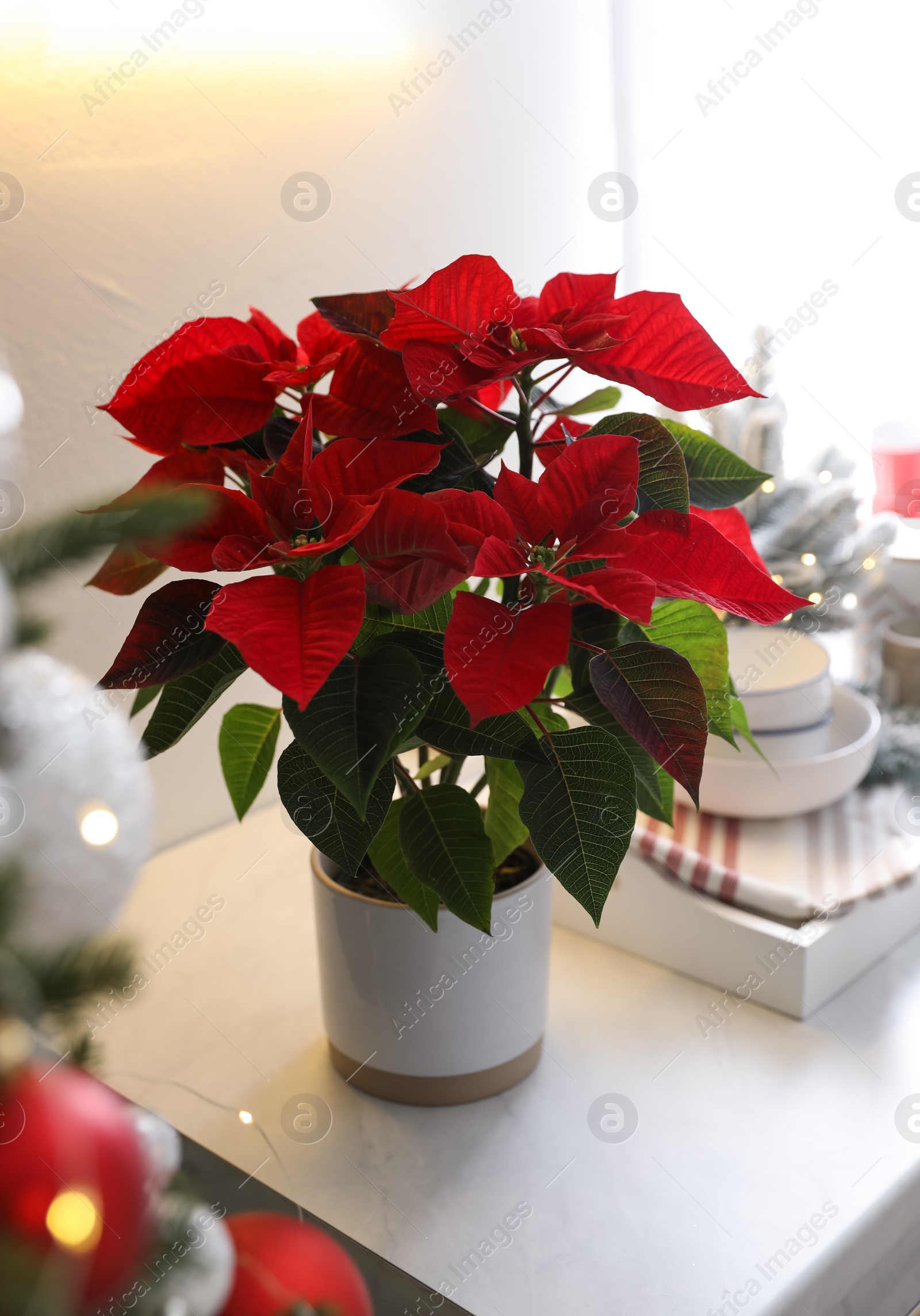 Photo of Beautiful Poinsettia on white kitchen counter. Traditional Christmas flower