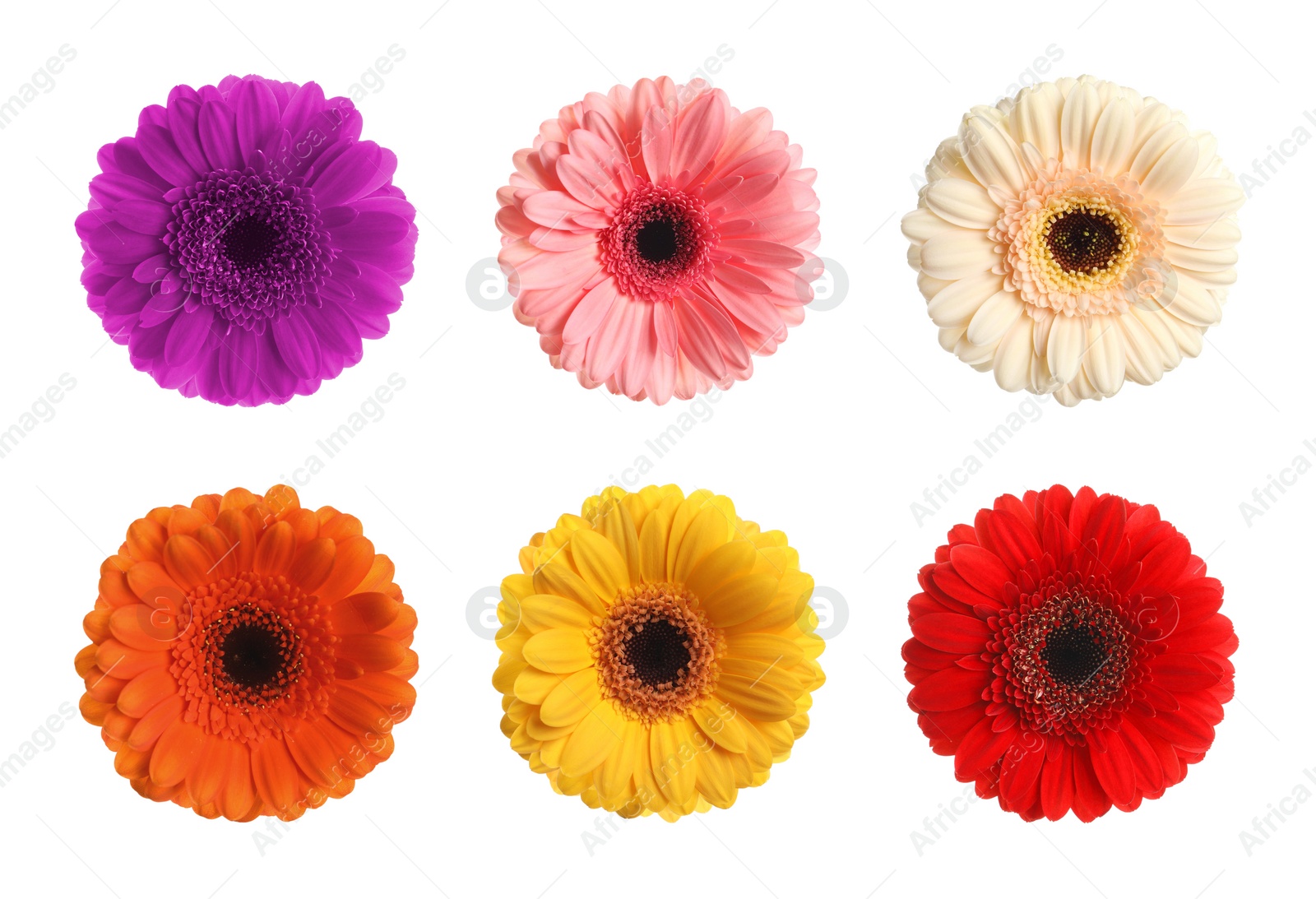 Image of Set with different beautiful gerbera flowers on white background