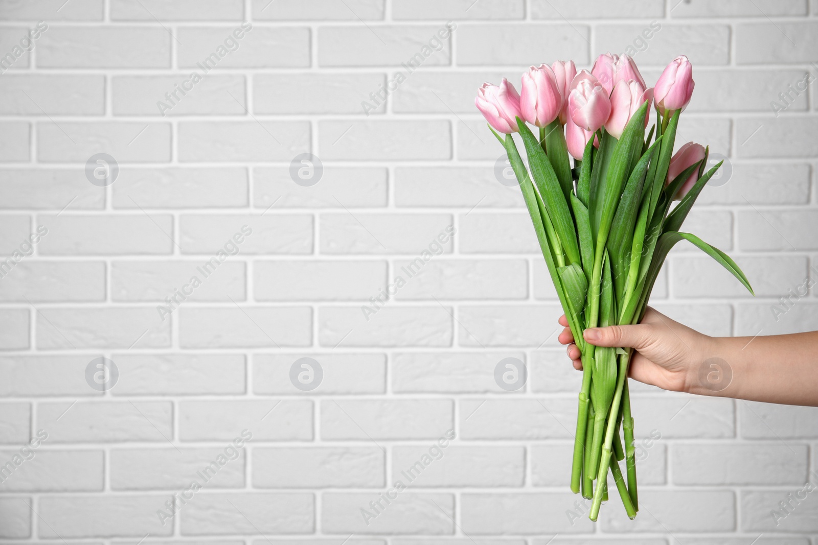 Photo of Woman with beautiful pink spring tulips near white brick wall, closeup. Space for text