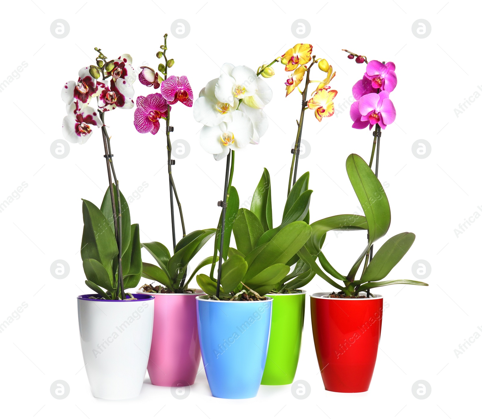 Photo of Beautiful tropical orchid flowers in pots on white background