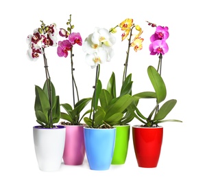 Photo of Beautiful tropical orchid flowers in pots on white background