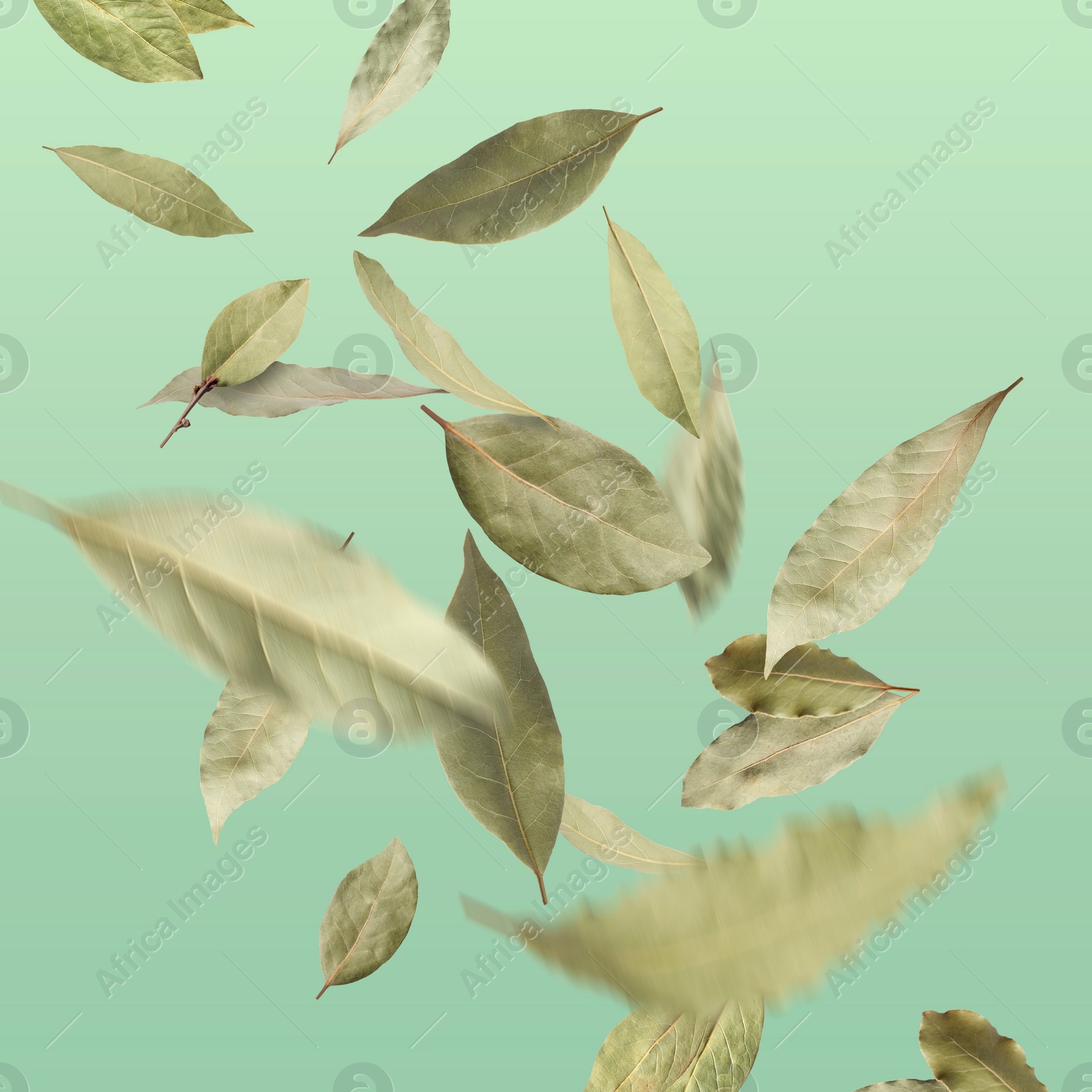 Image of Dry bay leaves falling on pale light green gradient background