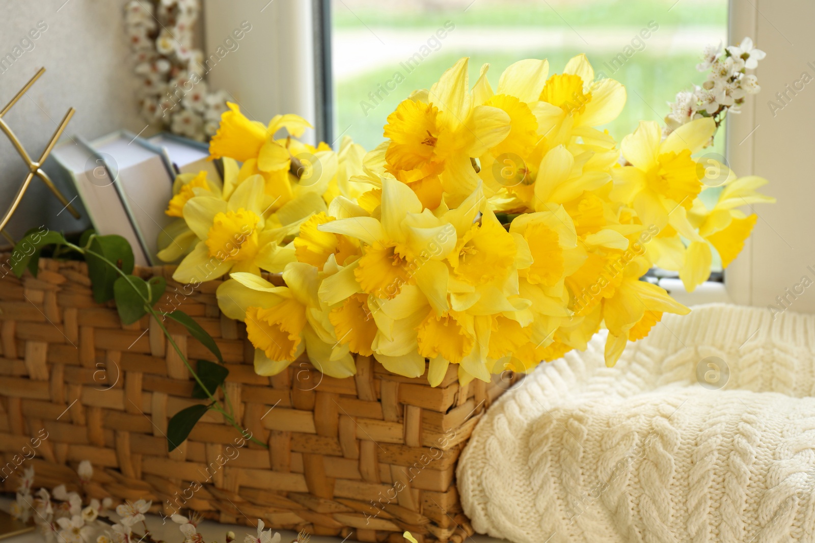 Photo of Beautiful yellow daffodils in wicker basket near window, closeup