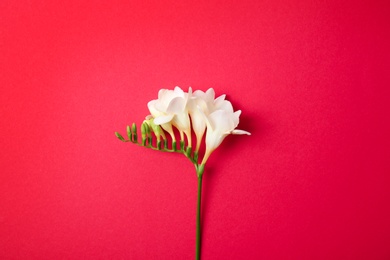 Beautiful freesia on color background