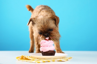 Photo of Studio portrait of funny Brussels Griffon dog eating tasty cupcake against color background