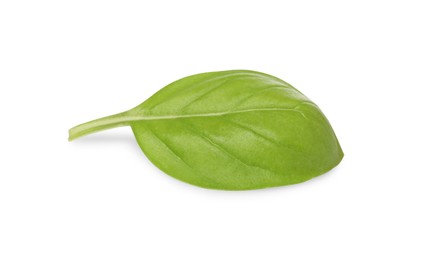 One green basil leaf isolated on white