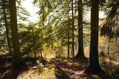 Photo of Picturesque view of beautiful coniferous forest on sunny day
