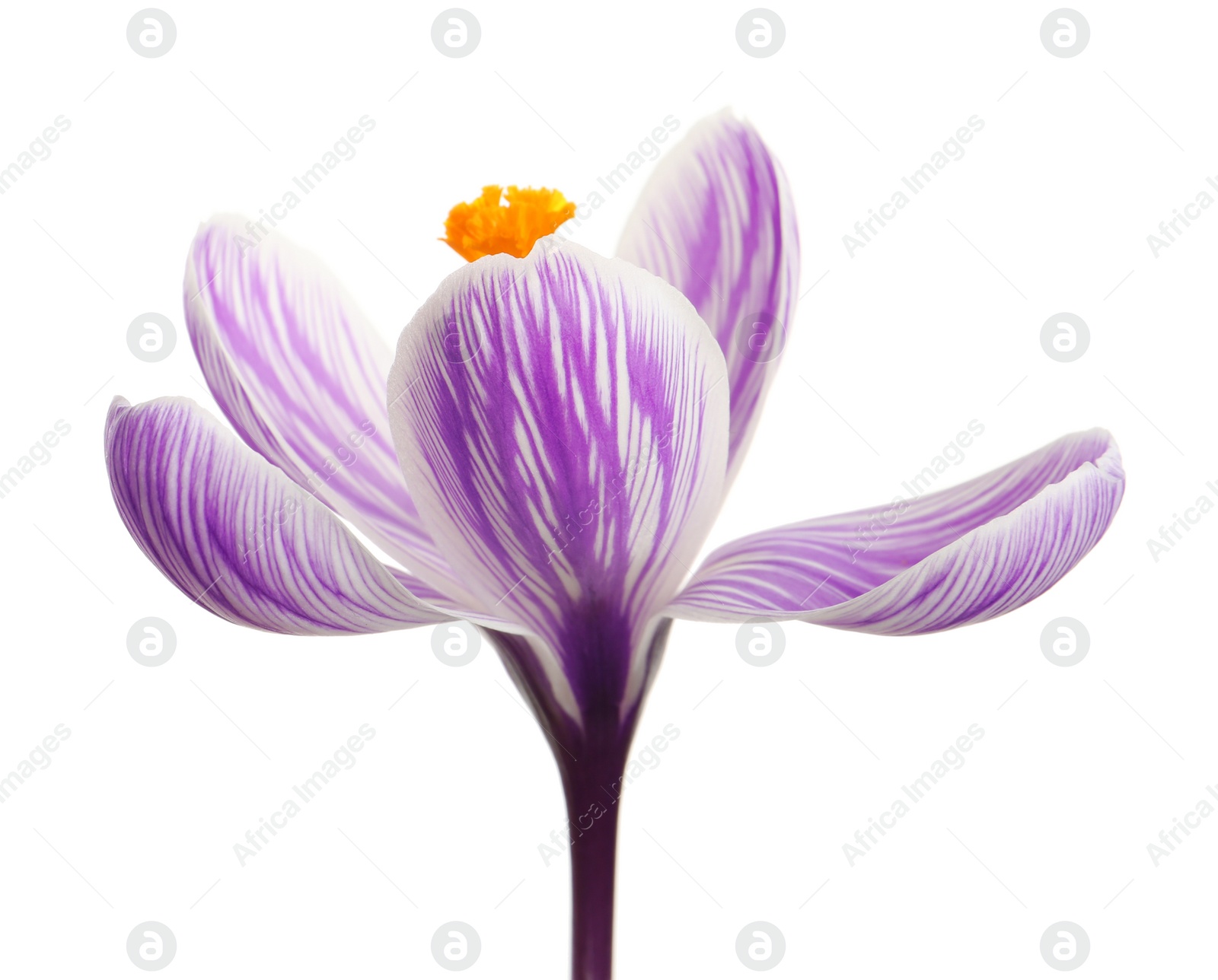 Photo of Beautiful spring crocus flower isolated on white