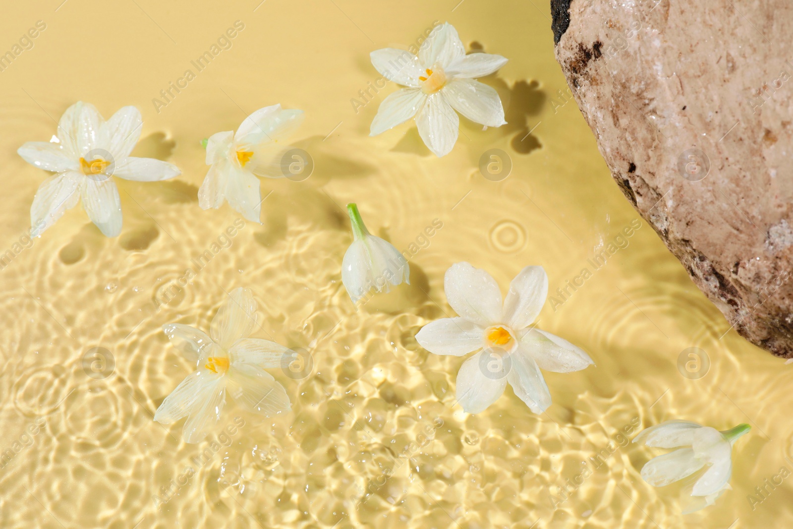 Photo of Beautiful daffodils and stone in water on pale yellow background