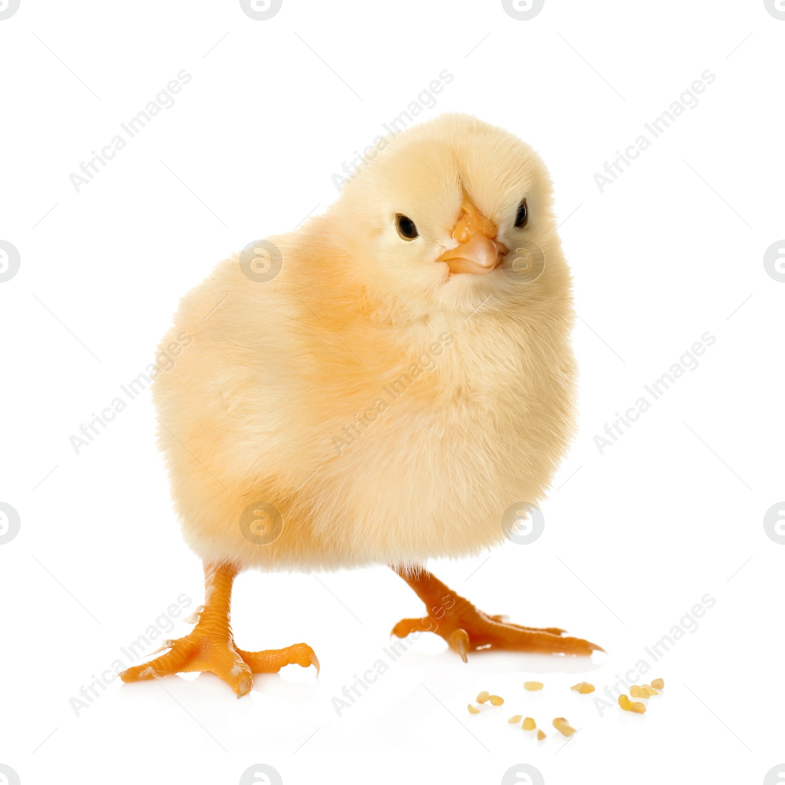 Photo of Cute fluffy baby chicken with millet groats on white background. Farm animal